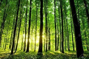 Her gün 27,000 ağaç tuvalet kağıdı üretmek için kesiliyor.